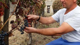 Vendemmia a Pompei